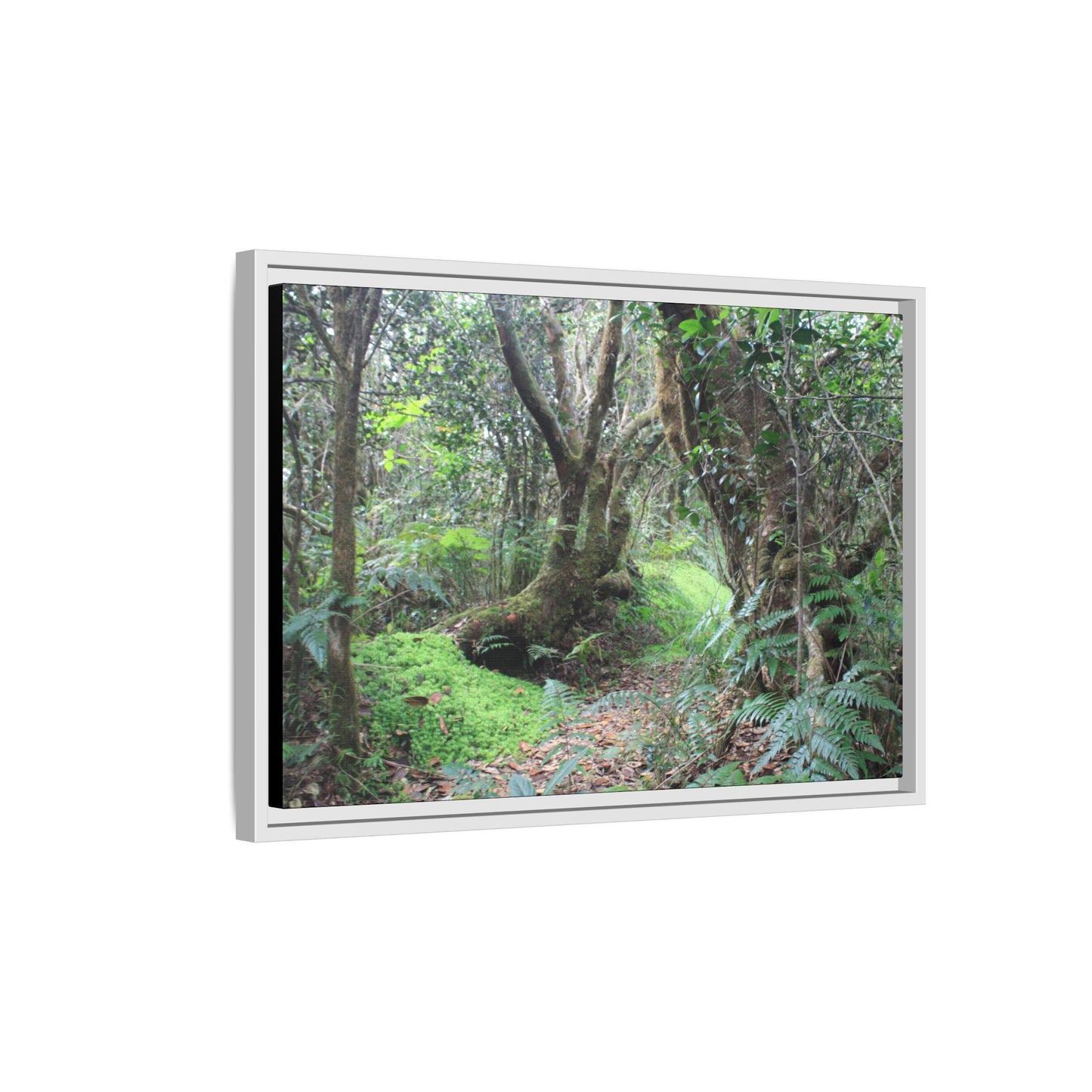 Tropical Vista Matte Canvas Framed Wall Art — Magic section of the remote Tradewinds Trail -  El Yunque rainforest PR