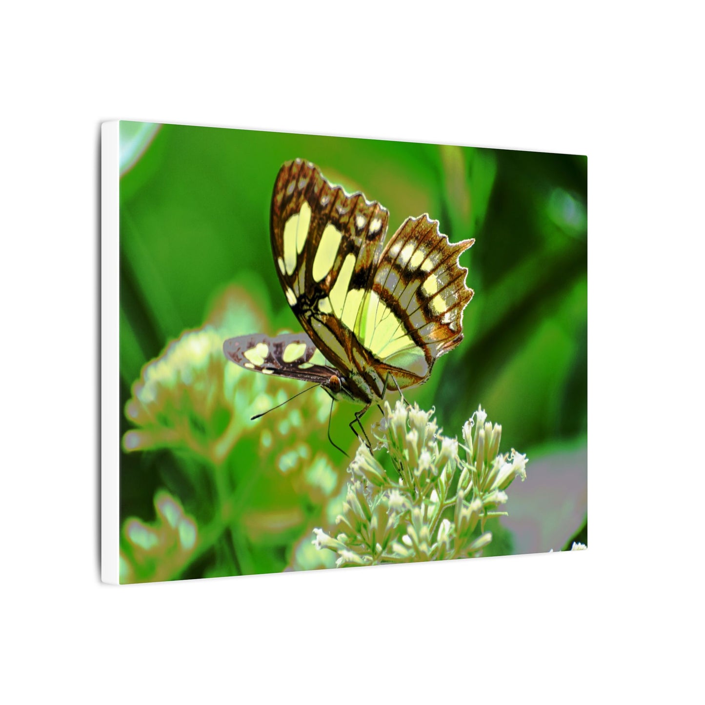 Butterfly on Flower Matte Canvas Wall Art — Nature Photography Print - El Yunque Rainforest - Puerto Rico - Deep forest explorations