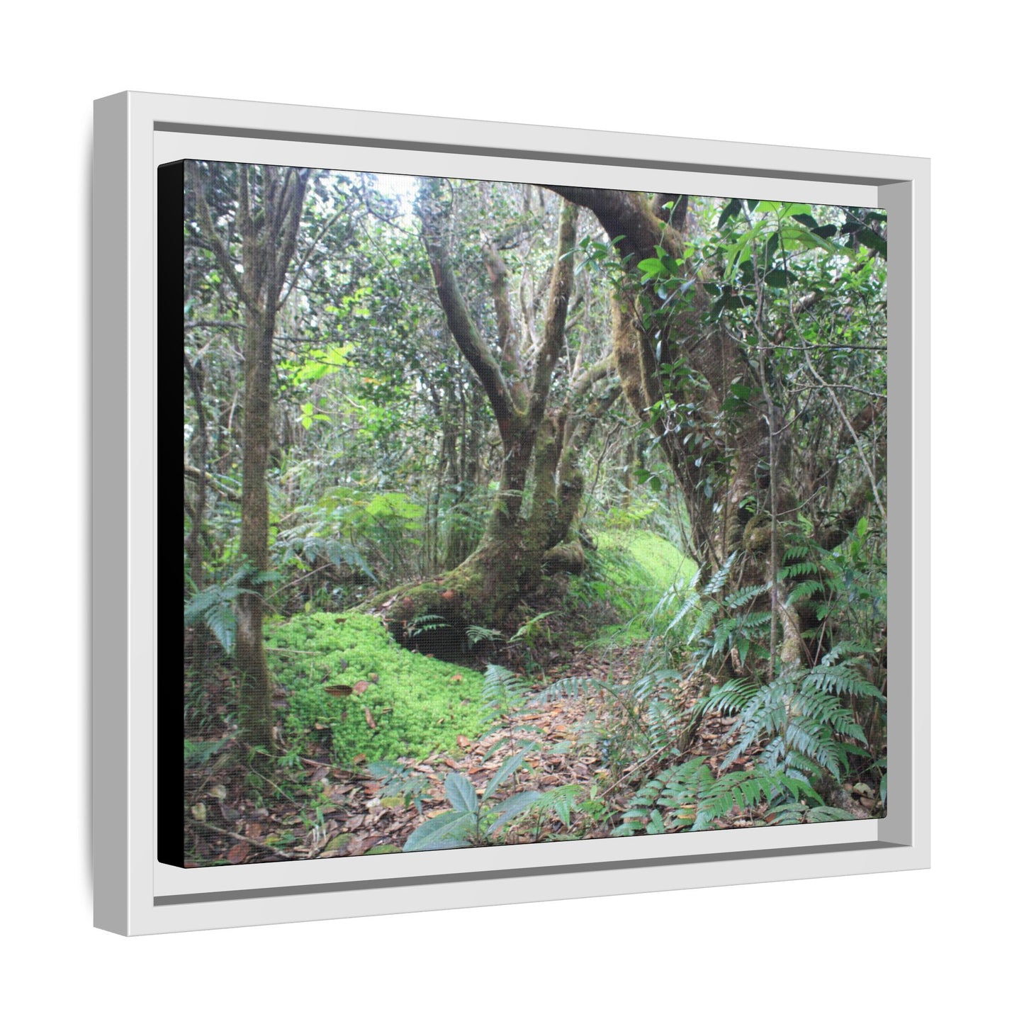 Tropical Vista Matte Canvas Framed Wall Art — Magic section of the remote Tradewinds Trail -  El Yunque rainforest PR