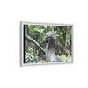 Tropical Vista Matte Canvas Framed Wall Art - Forest explorations - Deep in Sabana River Unusual Tree formations ??? -  El Yunque rainforest PR