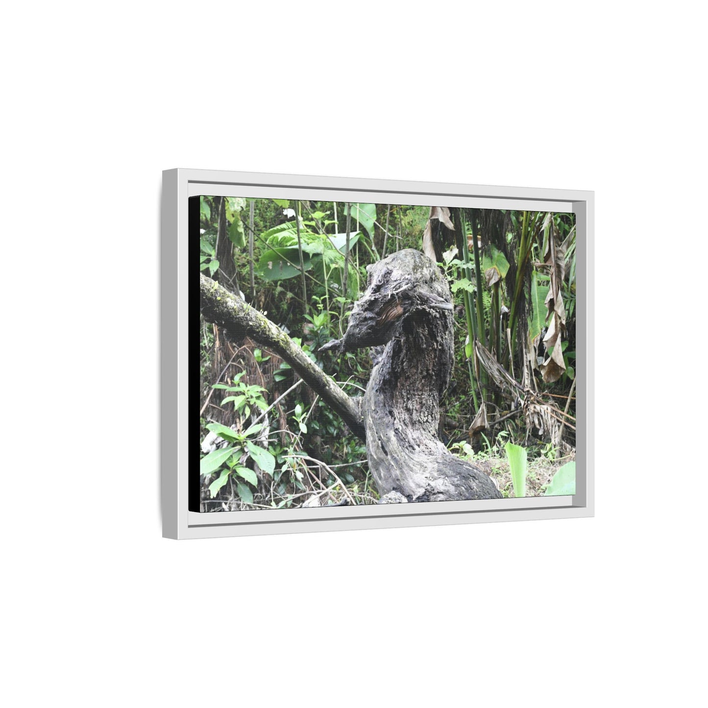 Tropical Vista Matte Canvas Framed Wall Art - Forest explorations - Deep in Sabana River Unusual Tree formations ??? -  El Yunque rainforest PR