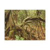 Complex of Tree Roots Canvas Wall Art — Woodland Forest Photography - In Tradewinds trail CLOUD FOREST - Trees have these roots to survive hurricanes