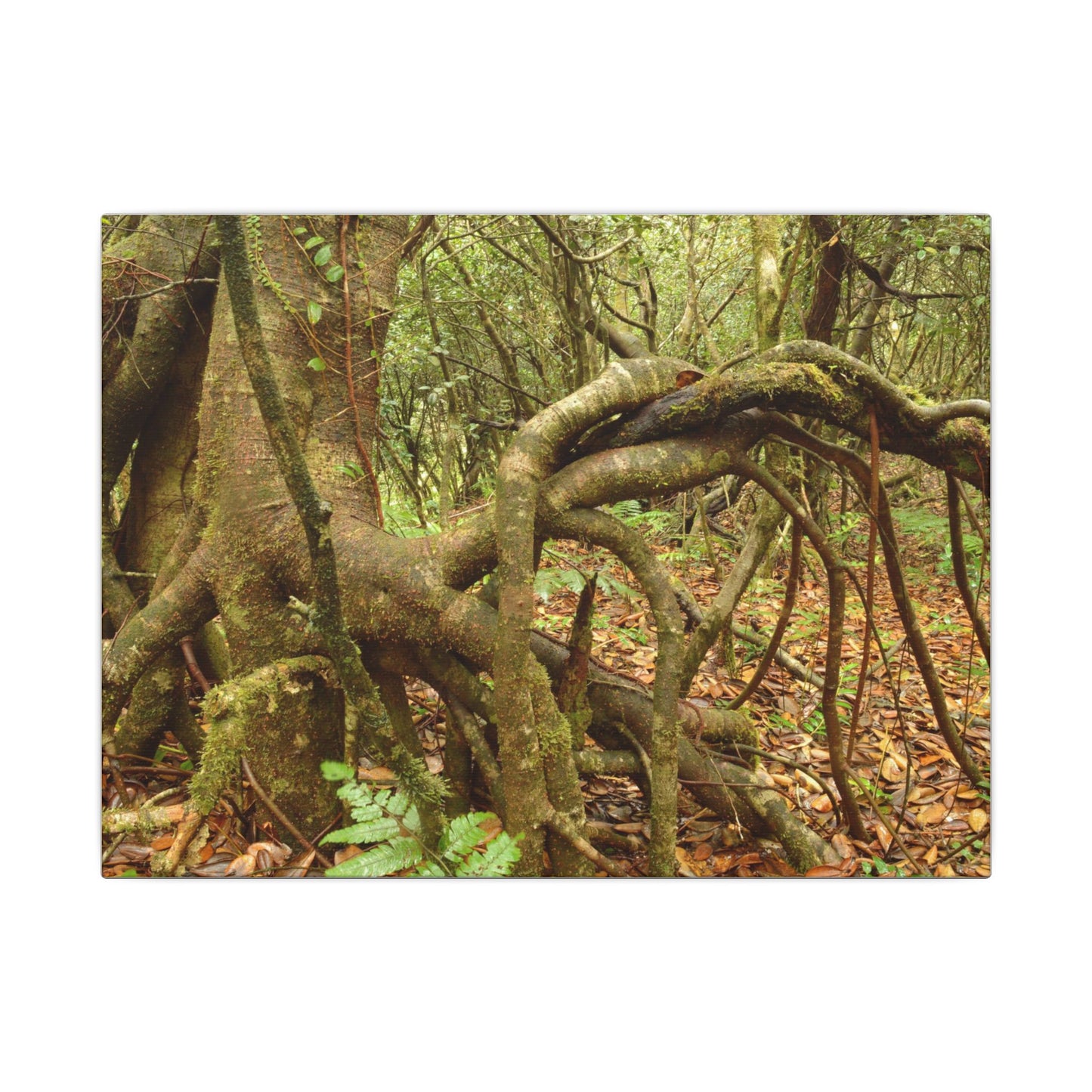 Complex of Tree Roots Canvas Wall Art — Woodland Forest Photography - In Tradewinds trail CLOUD FOREST - Trees have these roots to survive hurricanes