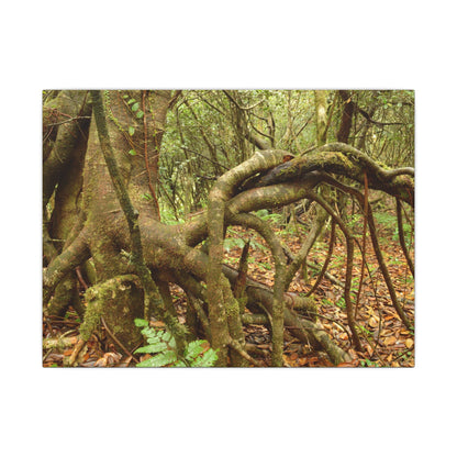Complex of Tree Roots Canvas Wall Art — Woodland Forest Photography - In Tradewinds trail CLOUD FOREST - Trees have these roots to survive hurricanes