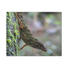 Matte Canvas Wall Art – Green Tree Lizard Photography (Stretched) - El Yunque Rainforest - Puerto Rico - Deep forest explorations
