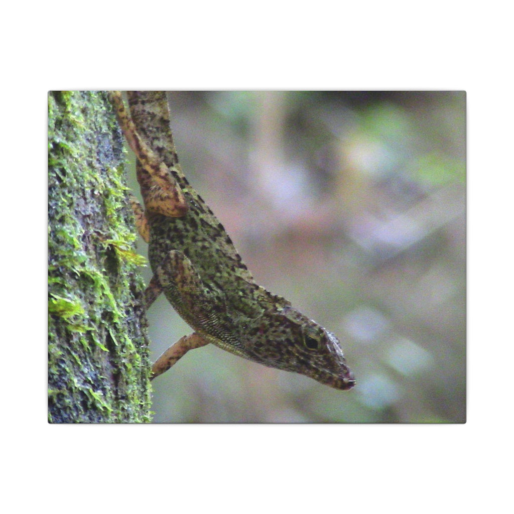Matte Canvas Wall Art – Green Tree Lizard Photography (Stretched) - El Yunque Rainforest - Puerto Rico - Deep forest explorations