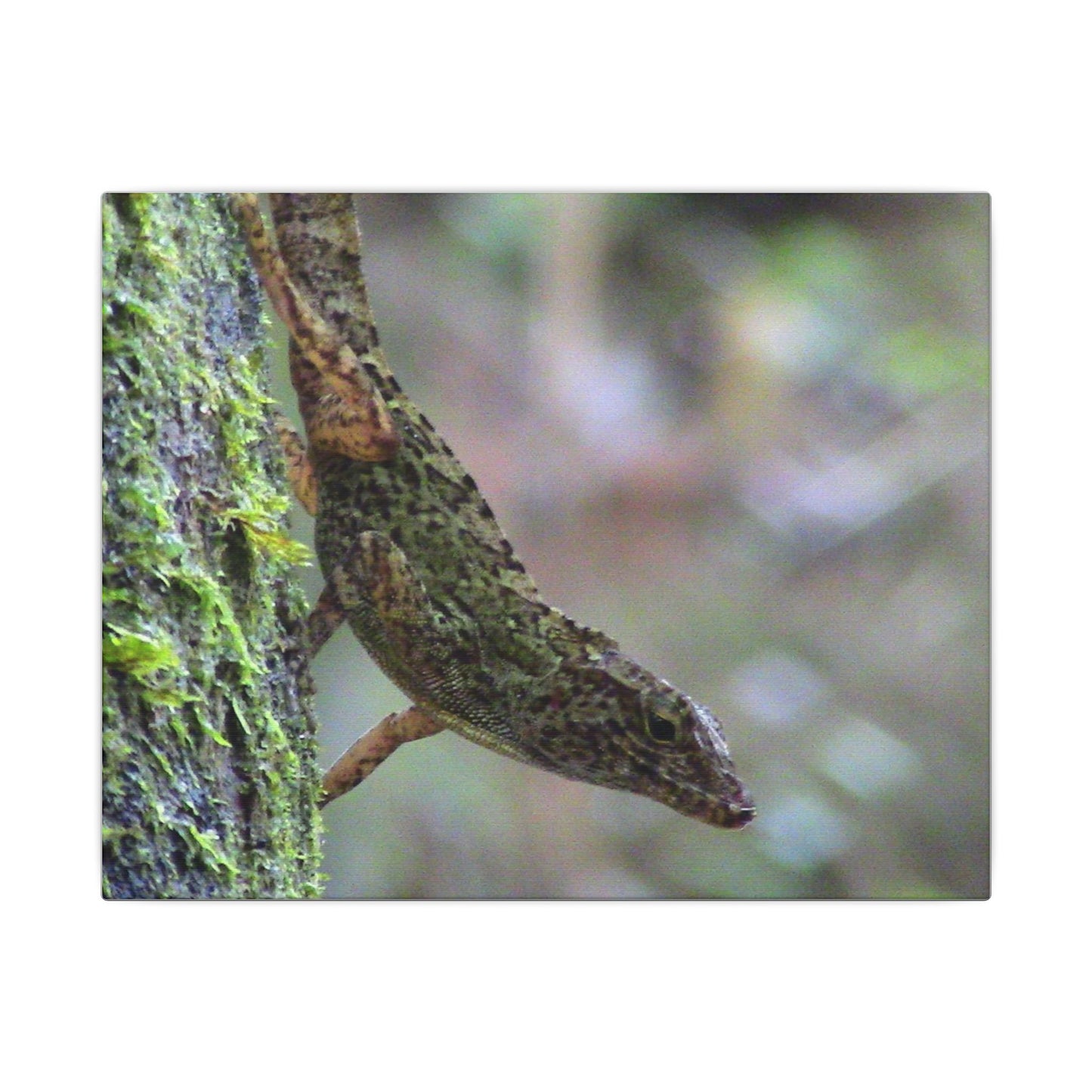 Matte Canvas Wall Art – Green Tree Lizard Photography (Stretched) - El Yunque Rainforest - Puerto Rico - Deep forest explorations