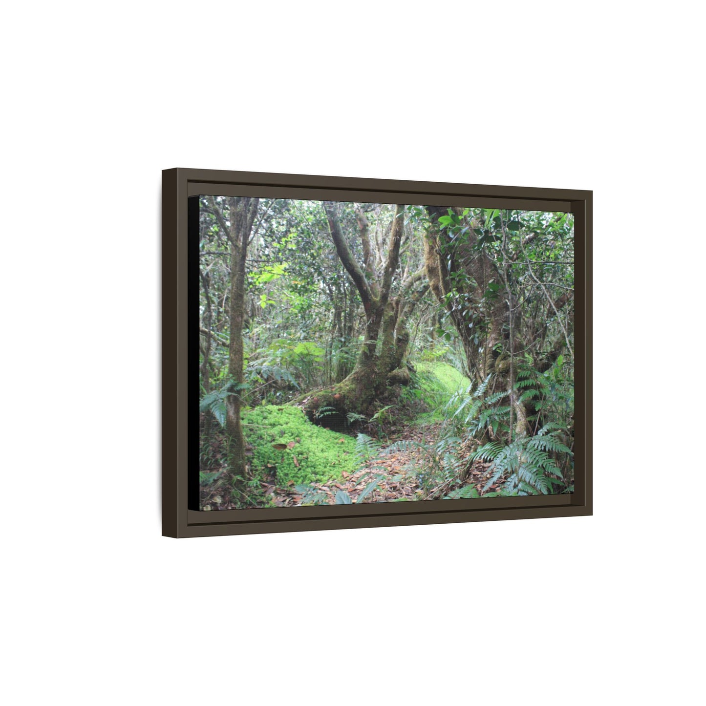 Tropical Vista Matte Canvas Framed Wall Art — Magic section of the remote Tradewinds Trail -  El Yunque rainforest PR