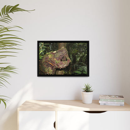 Framed Matte Canvas Wall Art — Tropical Rainforest Roots Photography - Not a nice image - a slowly decomposing red Tree (very hard wood) in Tradewinds trail