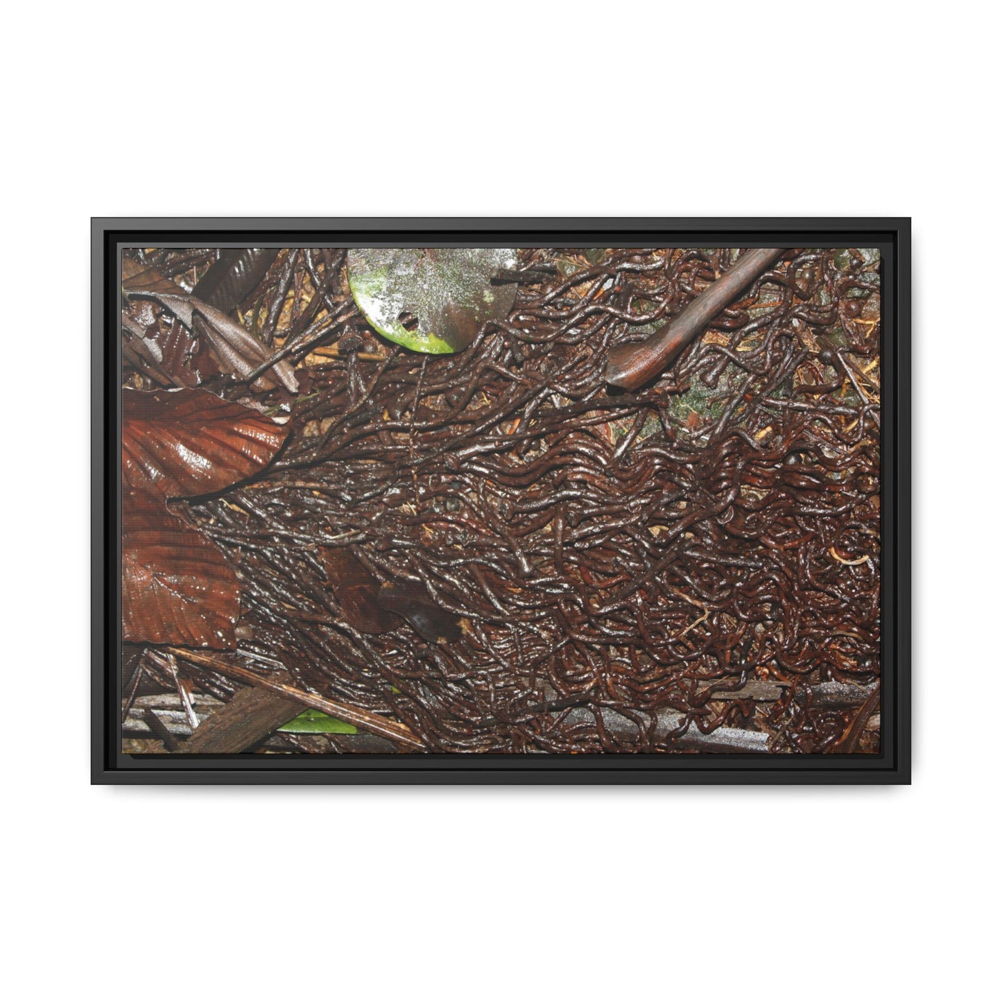 Framed Matte Canvas Wall Art — Tropical Rainforest Decomposing Sierra Palm Seeds Branch - Photography - Tradewinds
