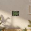Green Groundcover Matte Canvas Wall Art — Lush Clover Patch Nature Print - Plants below the forest canopy - El Yunque Rainforest - Puerto Rico