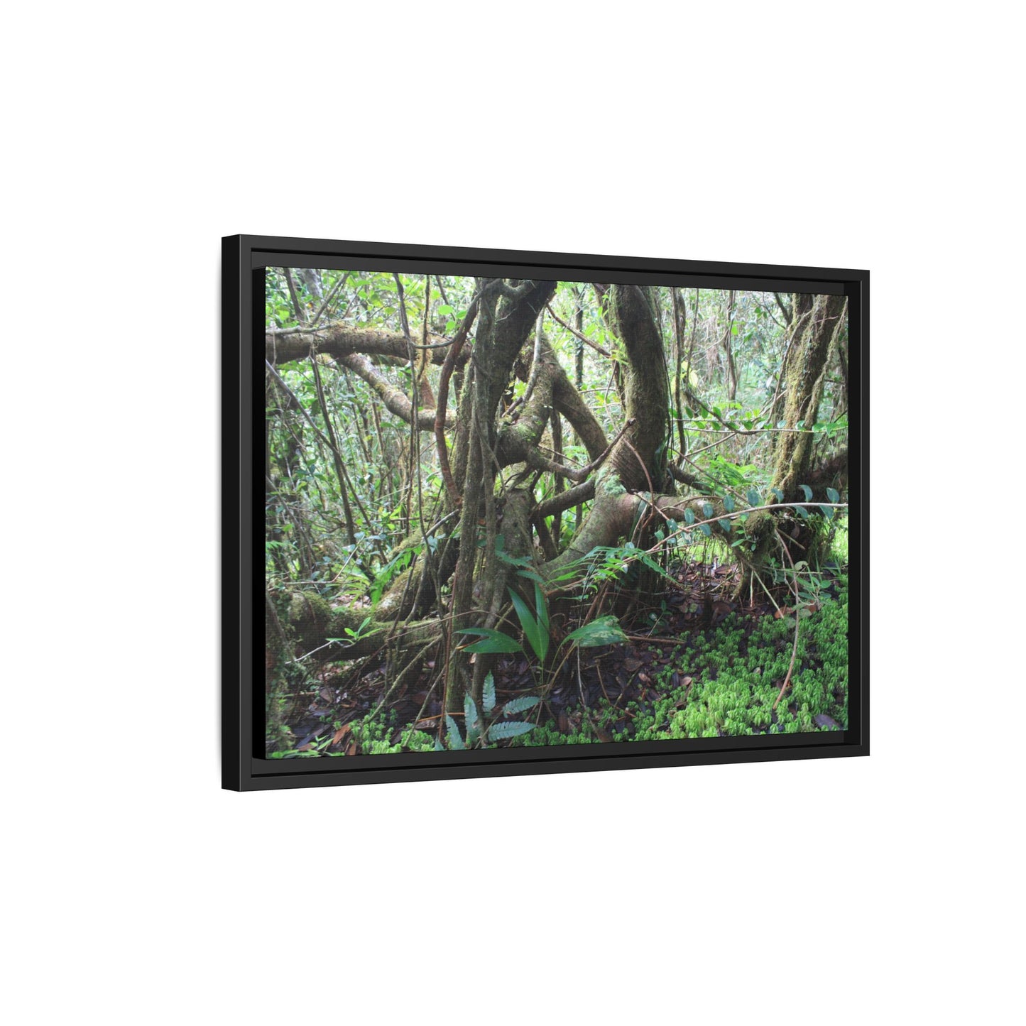 Framed Matte Canvas Wall Art — Tropical Rainforest Roots Photography - The dance of trees - a tree jumble where they hold each other - Nikon