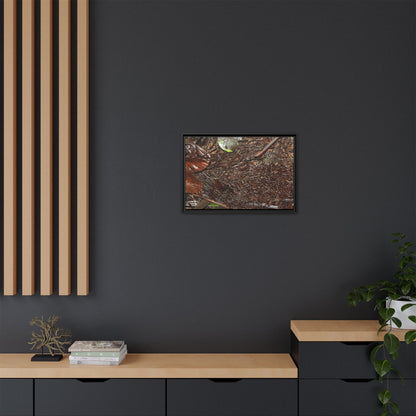 Framed Matte Canvas Wall Art — Tropical Rainforest Decomposing Sierra Palm Seeds Branch - Photography - Tradewinds