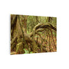 Complex of Tree Roots Canvas Wall Art — Woodland Forest Photography - In Tradewinds trail CLOUD FOREST - Trees have these roots to survive hurricanes