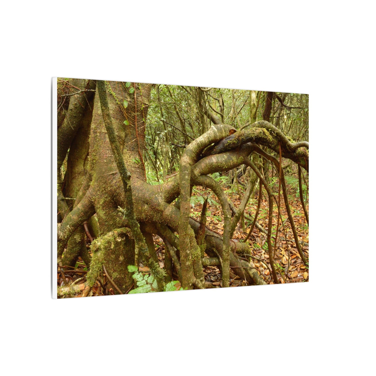 Complex of Tree Roots Canvas Wall Art — Woodland Forest Photography - In Tradewinds trail CLOUD FOREST - Trees have these roots to survive hurricanes