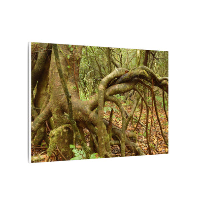 Complex of Tree Roots Canvas Wall Art — Woodland Forest Photography - In Tradewinds trail CLOUD FOREST - Trees have these roots to survive hurricanes