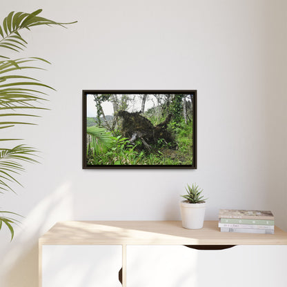 Framed Matte Canvas Wall Art — Tropical Rainforest Roots Photography - Not a nice image - but its an uprooted tree from 2017 Hurricane Maria > 200 MPH winds- that can survive hurricanes