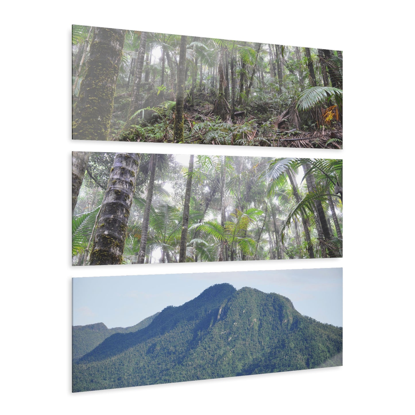 Two Views of the RainFoest  of El Yunque and a rare View of the El Yunque Mountain - Nikon D850 - Triptych Acrylic Print – Forest Creek Landscape Wall Art