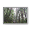 Tropical Vista Matte Canvas Framed Wall Art - Forest explorations - My son Jose is tired on El Yunque High-Forest (in the clouds) trail -  El Yunque rainforest PR