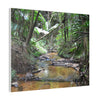 Deep Forest Explorations - El Yunque Holy Spirit River - Nikon D850 - Tropical Creek Canvas Print —  Jungle Stream Wall Art for Nature Lovers