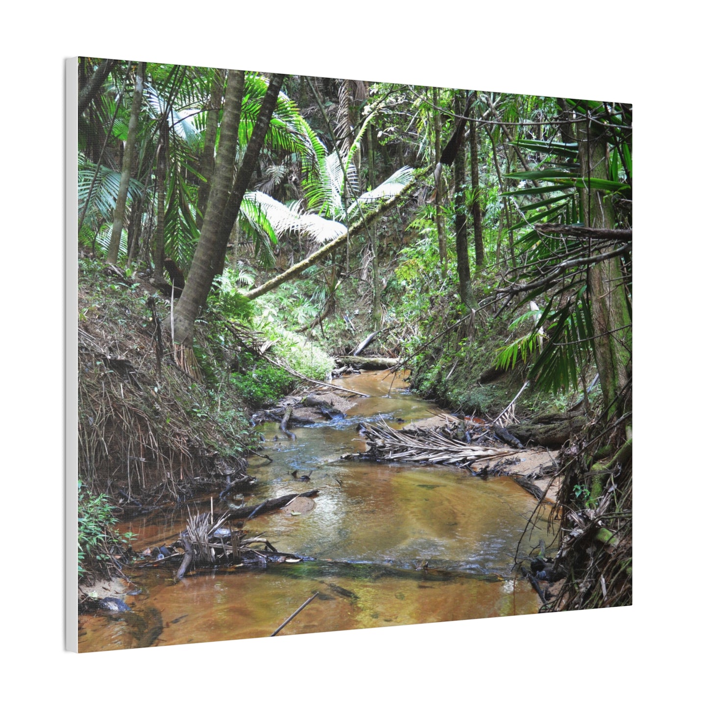 Deep Forest Explorations - El Yunque Holy Spirit River - Nikon D850 - Tropical Creek Canvas Print —  Jungle Stream Wall Art for Nature Lovers