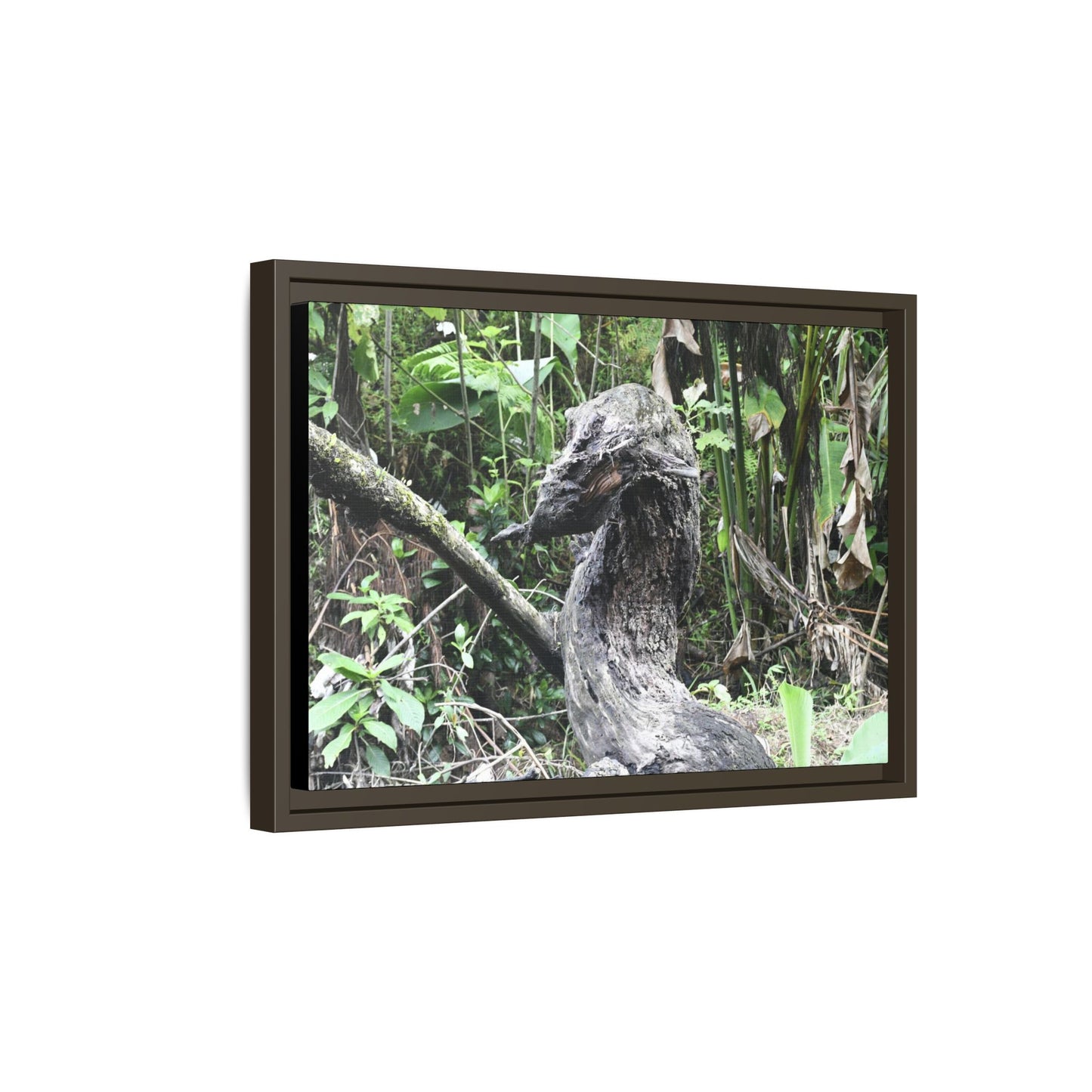Tropical Vista Matte Canvas Framed Wall Art - Forest explorations - Deep in Sabana River Unusual Tree formations ??? -  El Yunque rainforest PR