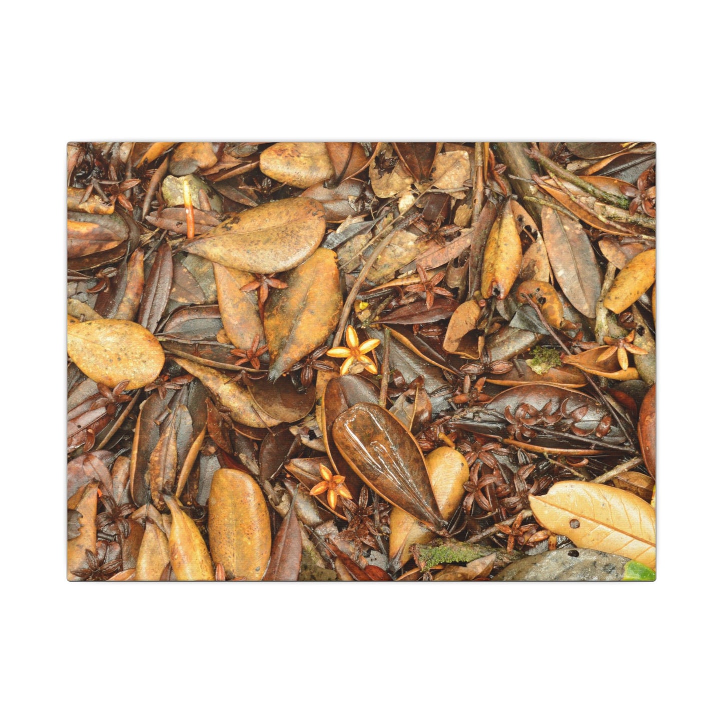 Leaf Floor Canvas Print — Matte Stretched Wall Art - Tradewinds trail - below canopy of local peak - leaf variety & geometry & stars ...