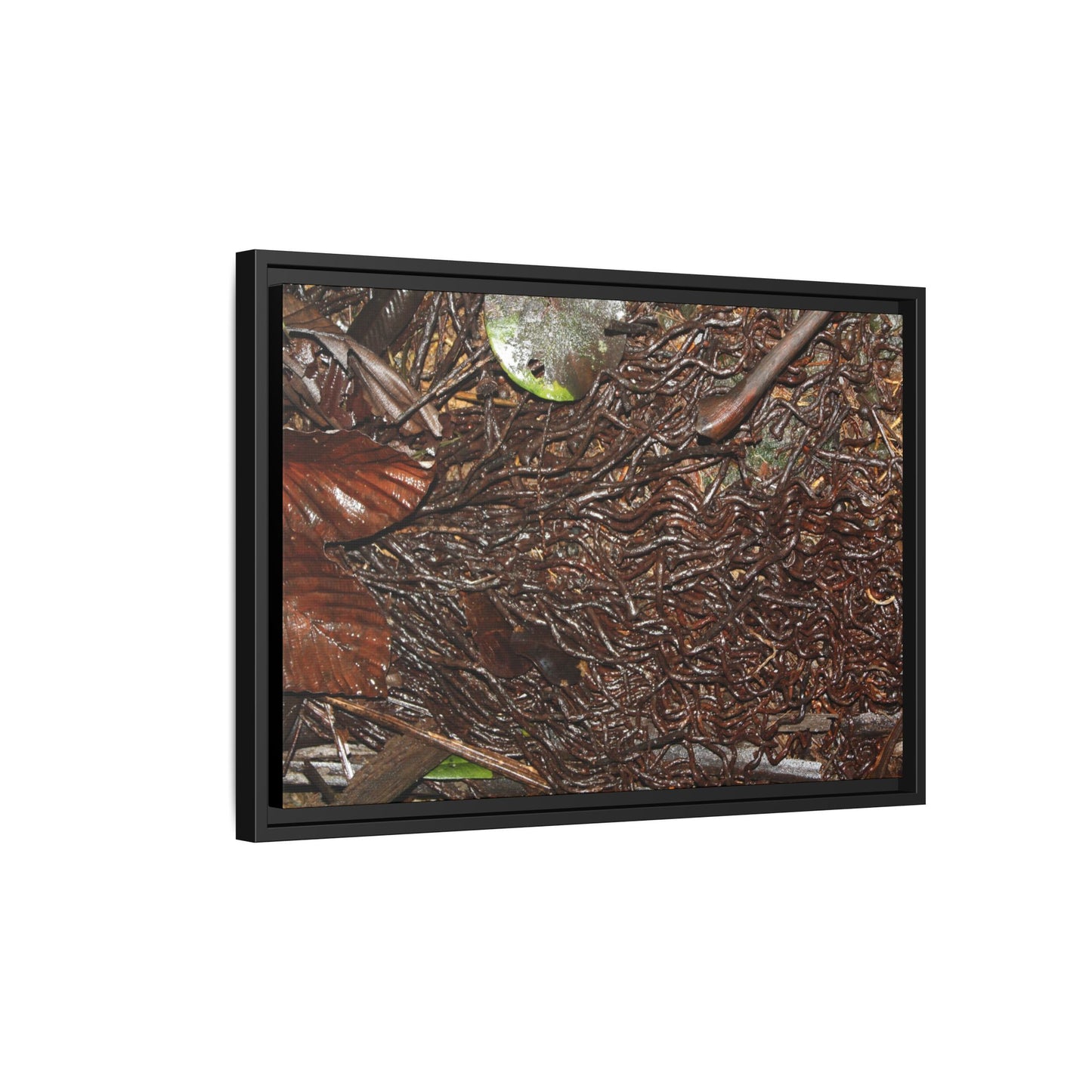 Framed Matte Canvas Wall Art — Tropical Rainforest Decomposing Sierra Palm Seeds Branch - Photography - Tradewinds