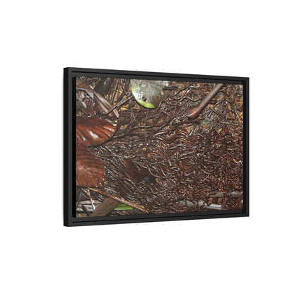 Framed Matte Canvas Wall Art — Tropical Rainforest Decomposing Sierra Palm Seeds Branch - Photography - Tradewinds