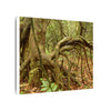 Complex of Tree Roots Canvas Wall Art — Woodland Forest Photography - In Tradewinds trail CLOUD FOREST - Trees have these roots to survive hurricanes