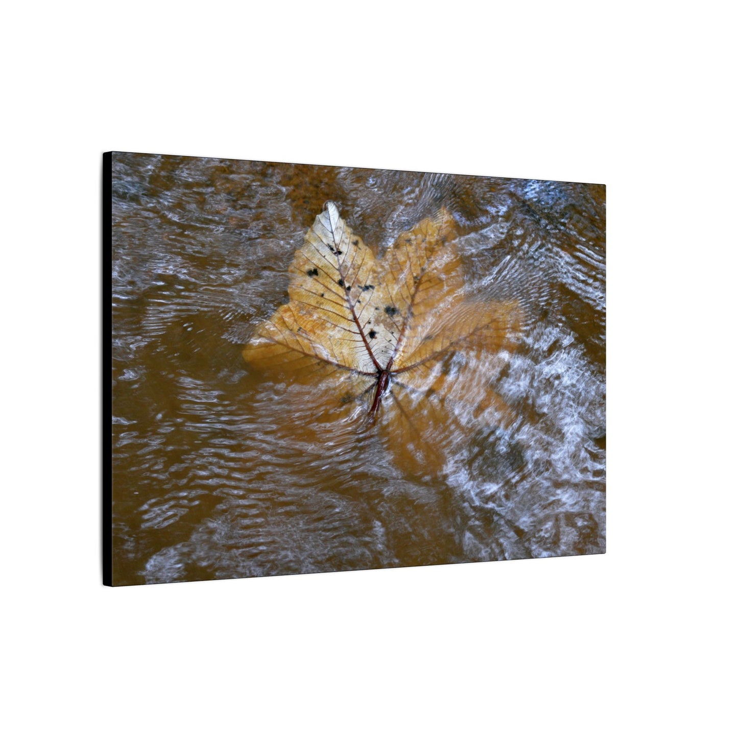 Yagrumo Leaf Floating — Matte Canvas Wall Art - Yagrumo leaf - white side - in a flooded Rio Sabana river - El Yunque Rainforest - Puerto Rico - Deep forest explorations