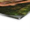 Deep Forest Explorations - Espiritu Santo View from Fallen Tree, Decaying tree and Trail Pond - El Yunque RainForest  - Nikon D850 - Tropical Rivers Triptych Acrylic Print – Panoramic Jungle Wall Aert
