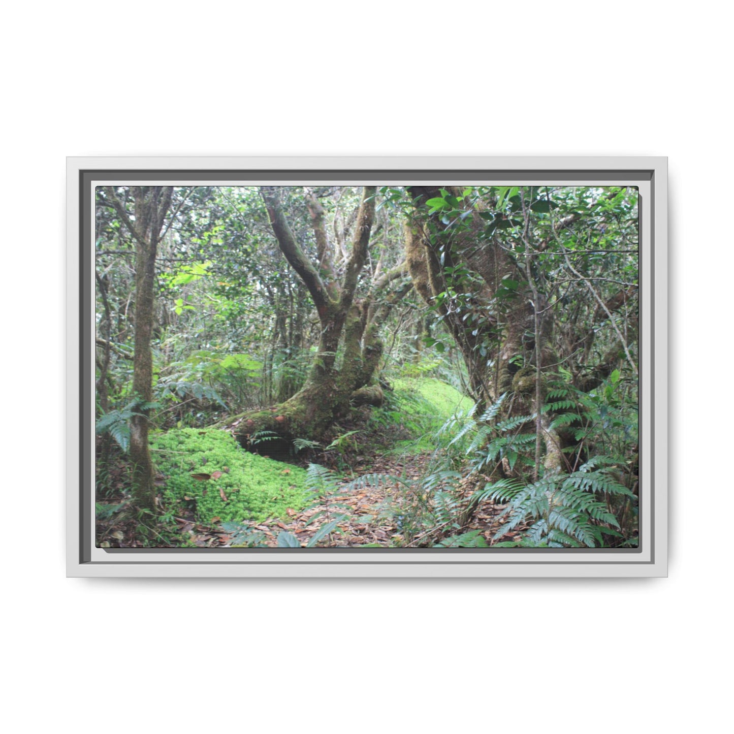 Tropical Vista Matte Canvas Framed Wall Art — Magic section of the remote Tradewinds Trail -  El Yunque rainforest PR