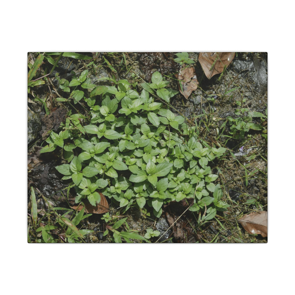 Green Groundcover Matte Canvas Wall Art — Lush Clover Patch Nature Print - Plants below the forest canopy - El Yunque Rainforest - Puerto Rico