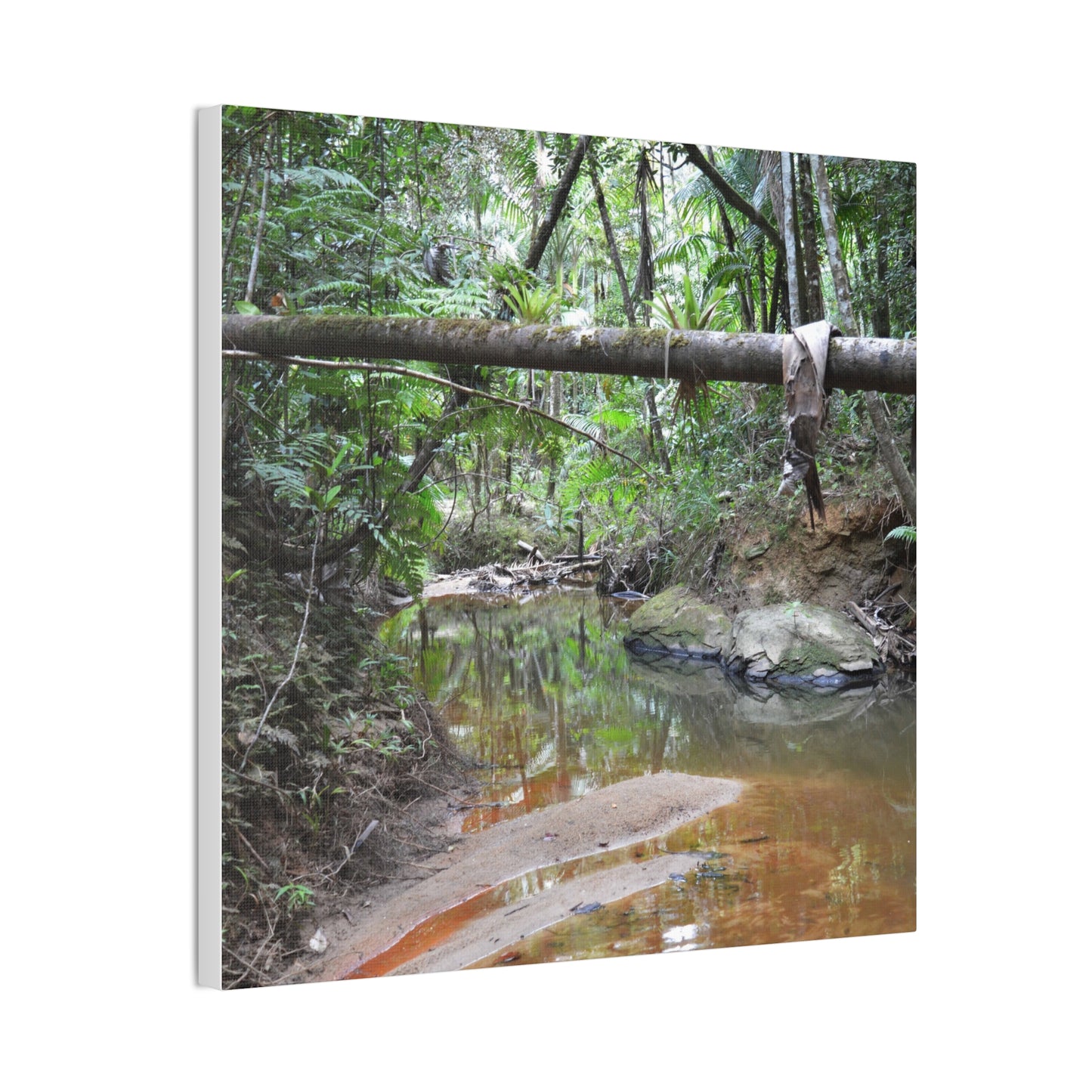 Deep Forest Explorations - El Yunque Holy Spirit River - Nikon D850 - Rainforest Creek Canvas Print — Tropical Jungle Stream Wall Art