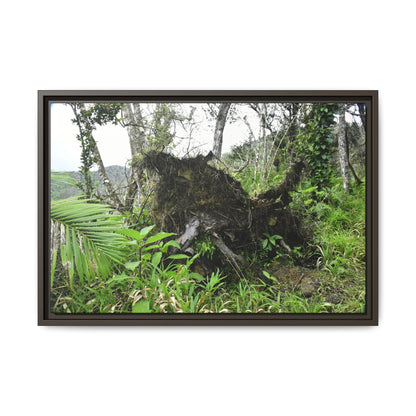 Framed Matte Canvas Wall Art — Tropical Rainforest Roots Photography - Not a nice image - but its an uprooted tree from 2017 Hurricane Maria > 200 MPH winds- that can survive hurricanes