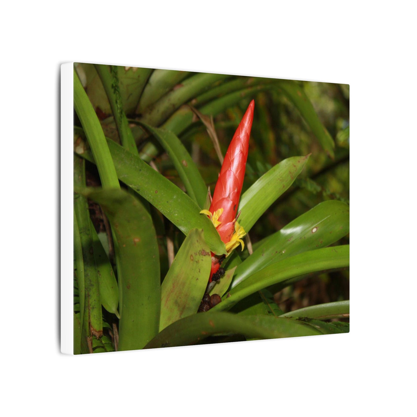 Red Tropical Bromeliad Canvas Wall Art — Matte Stretched Botanical Print