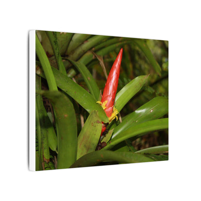 Red Tropical Bromeliad Canvas Wall Art — Matte Stretched Botanical Print