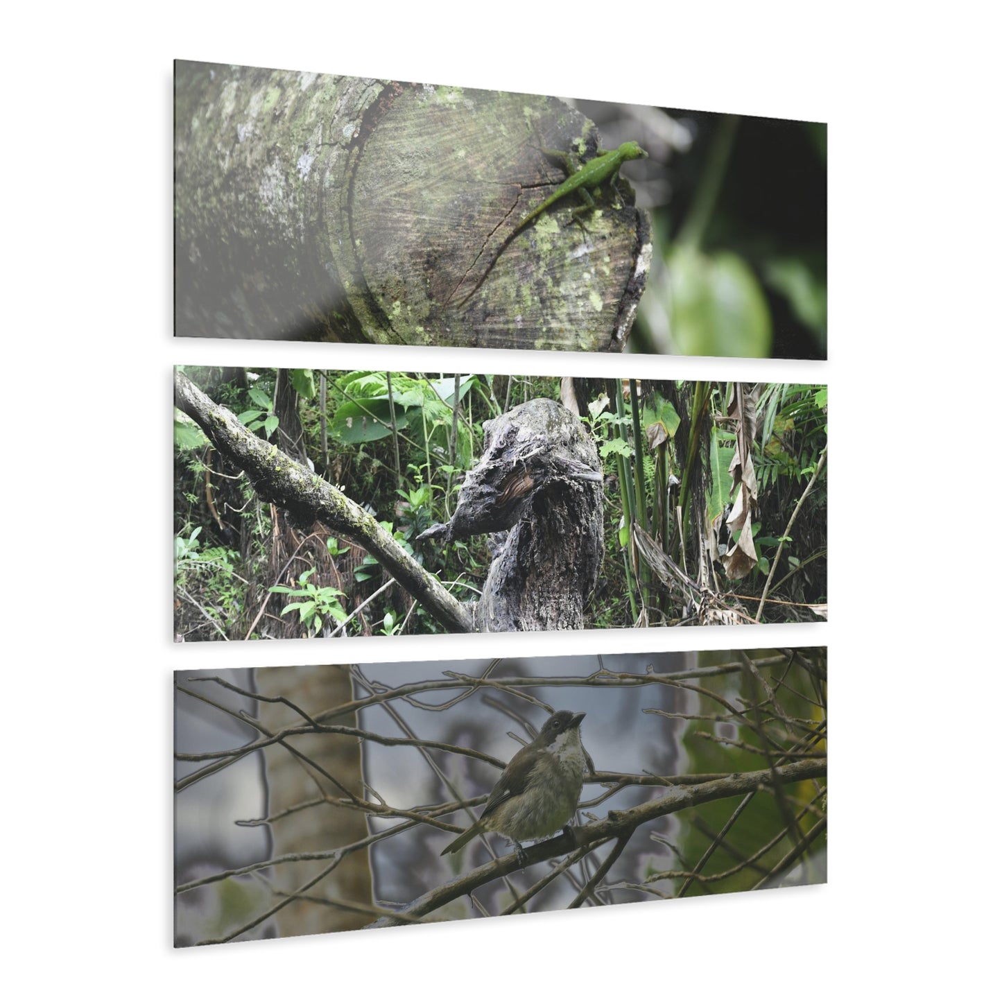 Green Lizard, Bird with modified colors and Decomposing Tree Art - El Yunque - Nikon D850 - Triptych Acrylic Print – Forest Wall Art