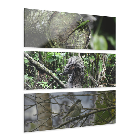 Green Lizard, Bird with modified colors and Decomposing Tree Art - El Yunque - Nikon D850 - Triptych Acrylic Print – Forest Wall Art