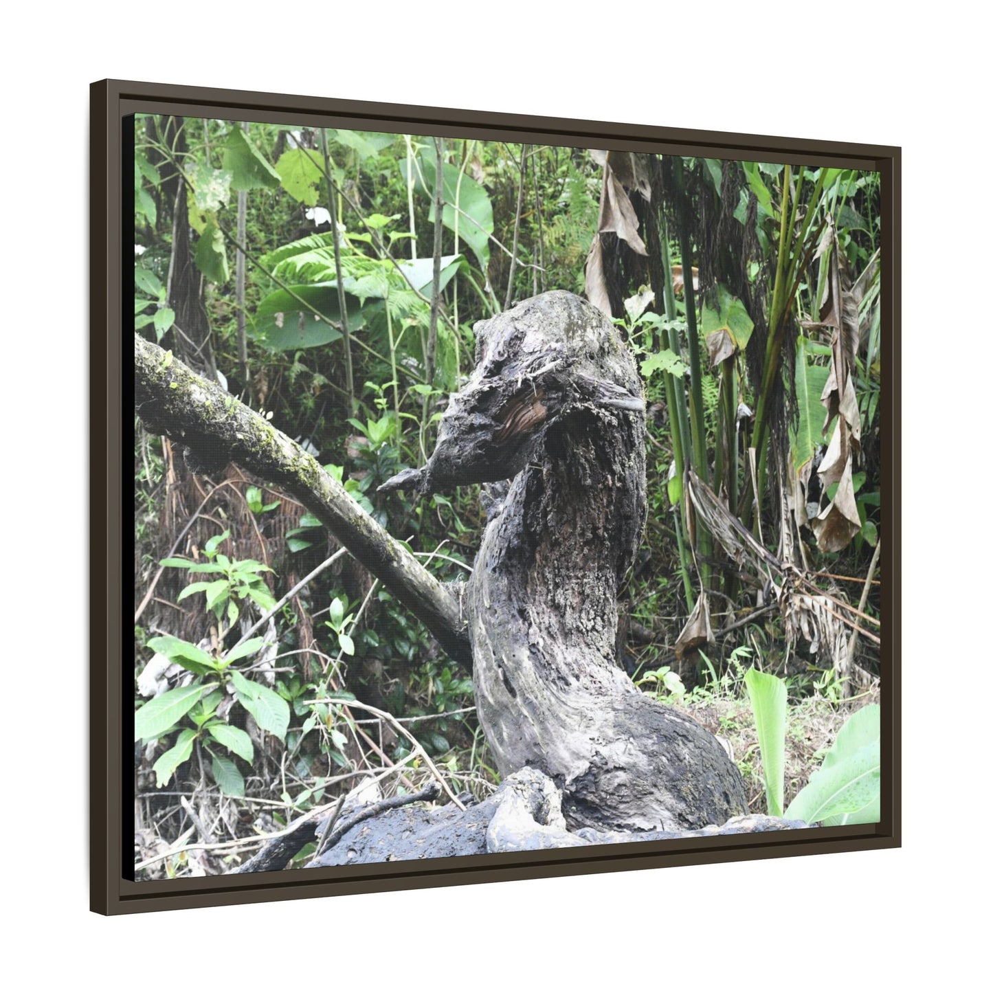 Tropical Vista Matte Canvas Framed Wall Art - Forest explorations - Deep in Sabana River Unusual Tree formations ??? -  El Yunque rainforest PR