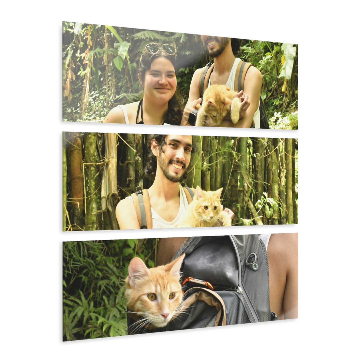 Three Views of a Cat Looking at the Forest - Gabi and Mateo - El Yunque RainForest  - Nikon D850 - Tropical Mountains Triptych Acrylic Print – Panoramic Jungle & Ocean Wall Art