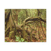 Complex of Tree Roots Canvas Wall Art — Woodland Forest Photography - In Tradewinds trail CLOUD FOREST - Trees have these roots to survive hurricanes