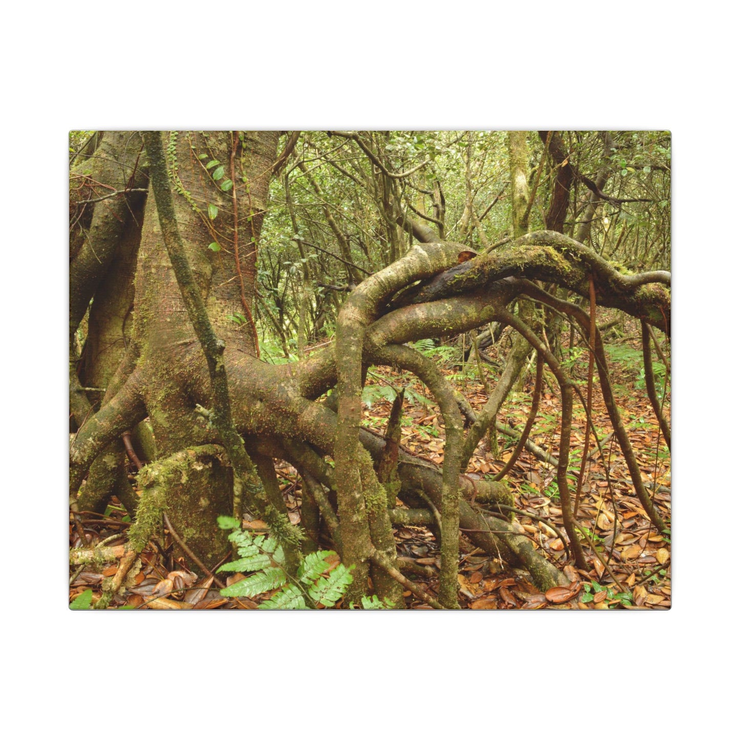 Complex of Tree Roots Canvas Wall Art — Woodland Forest Photography - In Tradewinds trail CLOUD FOREST - Trees have these roots to survive hurricanes