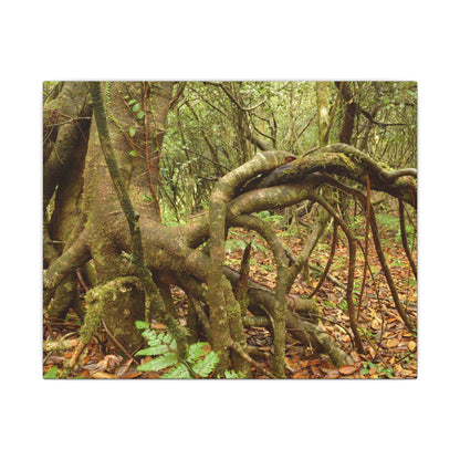 Complex of Tree Roots Canvas Wall Art — Woodland Forest Photography - In Tradewinds trail CLOUD FOREST - Trees have these roots to survive hurricanes