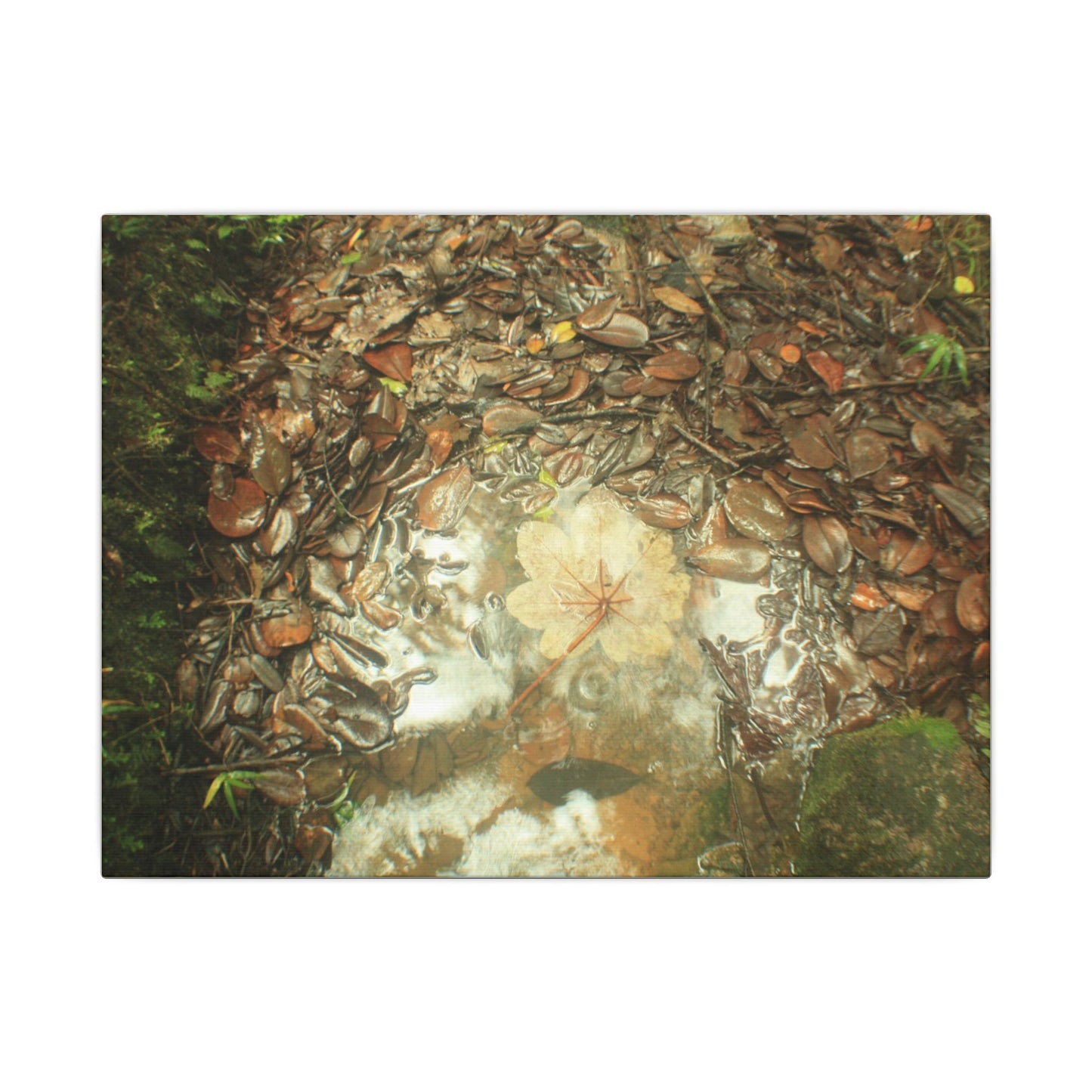 Autumn Leaf Reflection Matte Canvas Wall Art — Nature Forest Stream Print - Yagrumo leaf in middle of many decomposing leafs - Amazing symmetry - Tradewinds trail