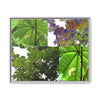 Tropical Vista Matte Canvas Framed Wall Art - Forest explorations - Deep in El Yunque rainforest PR - Mosaic#3 of the Unique Yagrumo Tree Leafs
