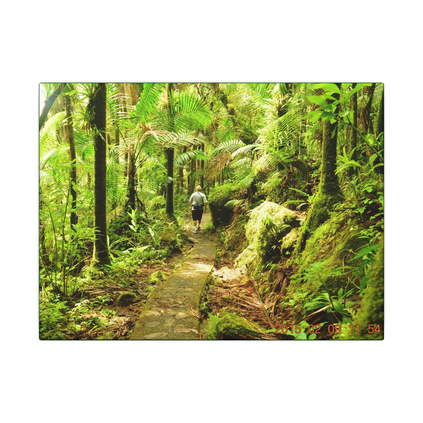 Forest Trail Matte Canvas Print – Lush Green Nature Wall Art - Hiker enjoys the BEAUTY - Mt Britton Trail - El Yunque Rainforest - Puerto Rico