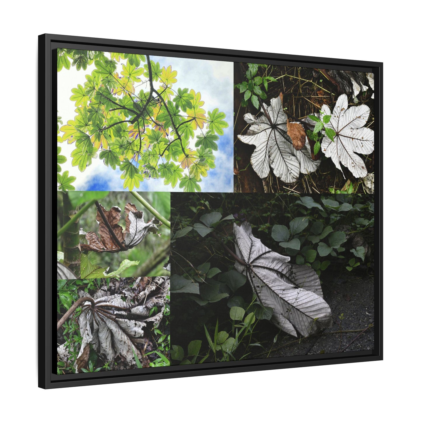 Tropical Vista Matte Canvas Framed Wall Art - Forest explorations - Deep in El Yunque rainforest PR - Mosaic#2 of the Unique Yagrumo Tree Leafs