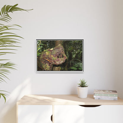 Framed Matte Canvas Wall Art — Tropical Rainforest Roots Photography - Not a nice image - a slowly decomposing red Tree (very hard wood) in Tradewinds trail